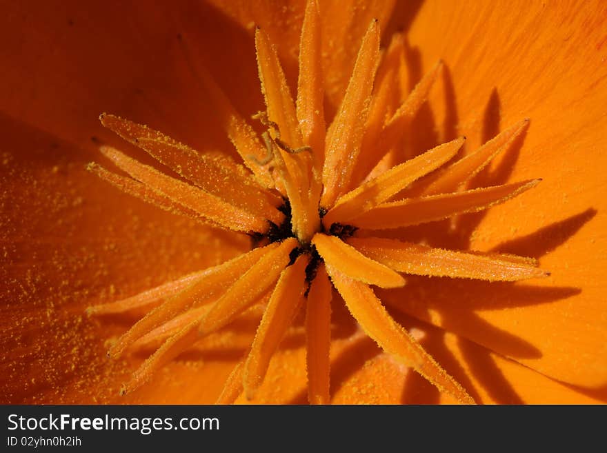 Californian Poppy