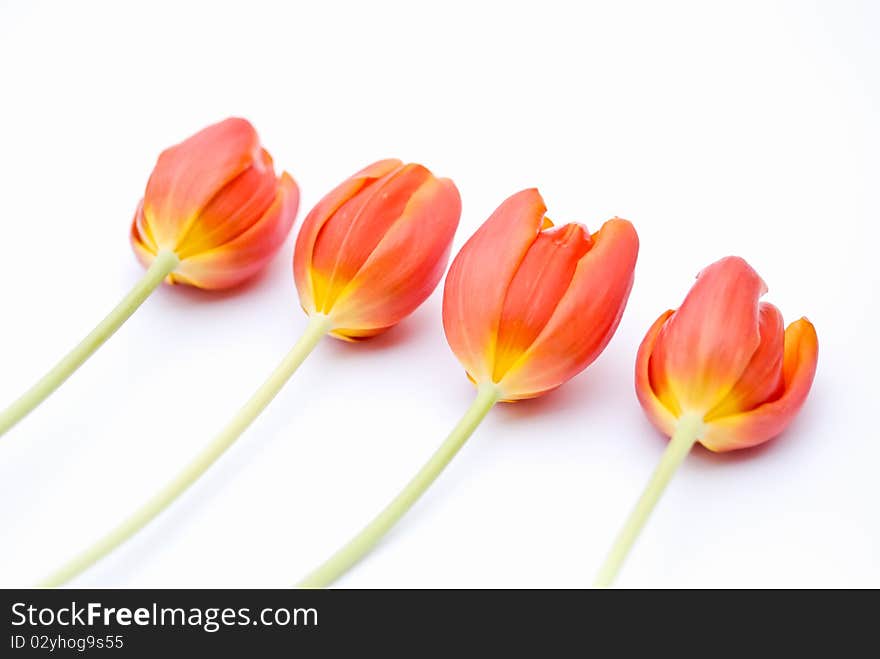 Four Tulips on a white background. Four Tulips on a white background