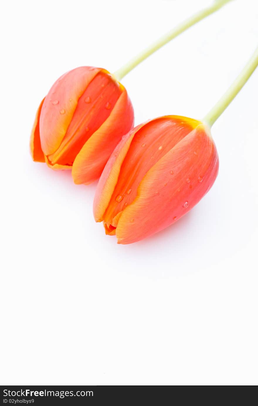 TwoTulips on a white background. TwoTulips on a white background