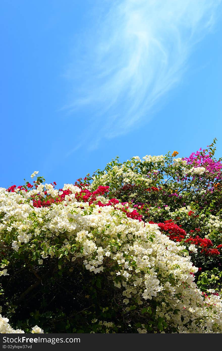 Beautiful Osteospermum flowers and sky with copy-space. Beautiful Osteospermum flowers and sky with copy-space