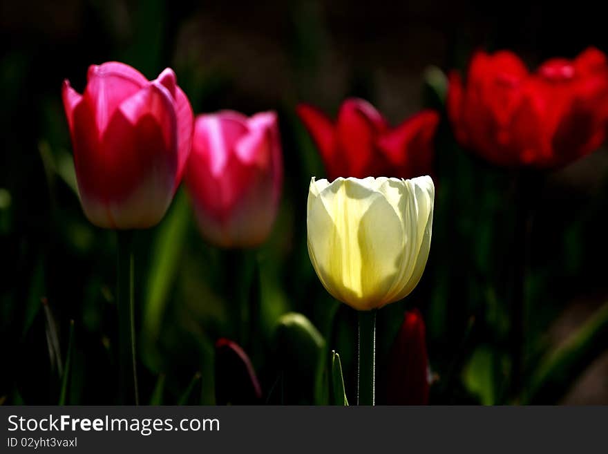 Tulip Closeup in yellow and red. Tulip Closeup in yellow and red