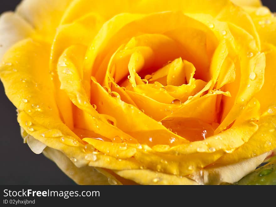 Rain Drops Kissing Yellow Rose