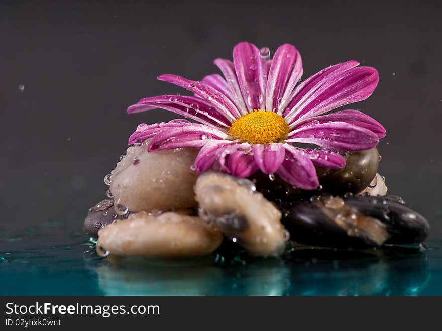 Purple Flower on Rock Formation with Falling Rain Drops. Purple Flower on Rock Formation with Falling Rain Drops