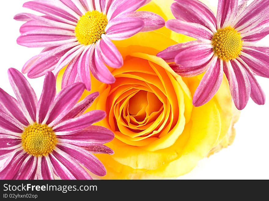 Yellow Rose with Flower Background