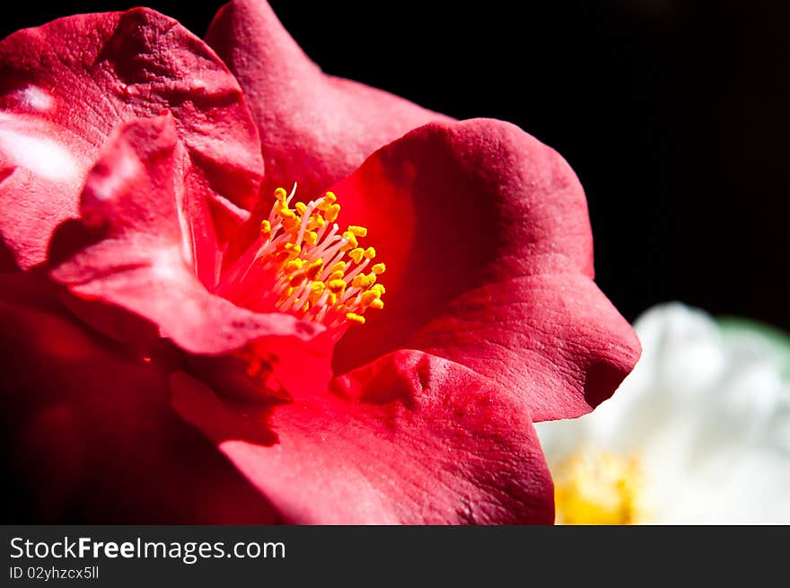 A beautiful Camelia Japonica that is in full bloom, shot with natural window light.