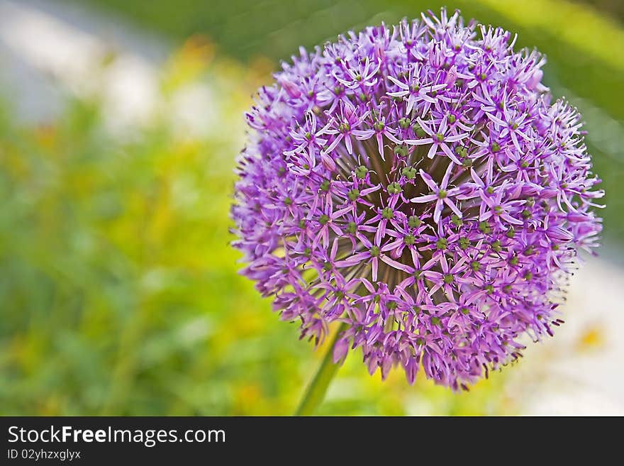 Ramp - allium purple sensation pink format filling. Ramp - allium purple sensation pink format filling