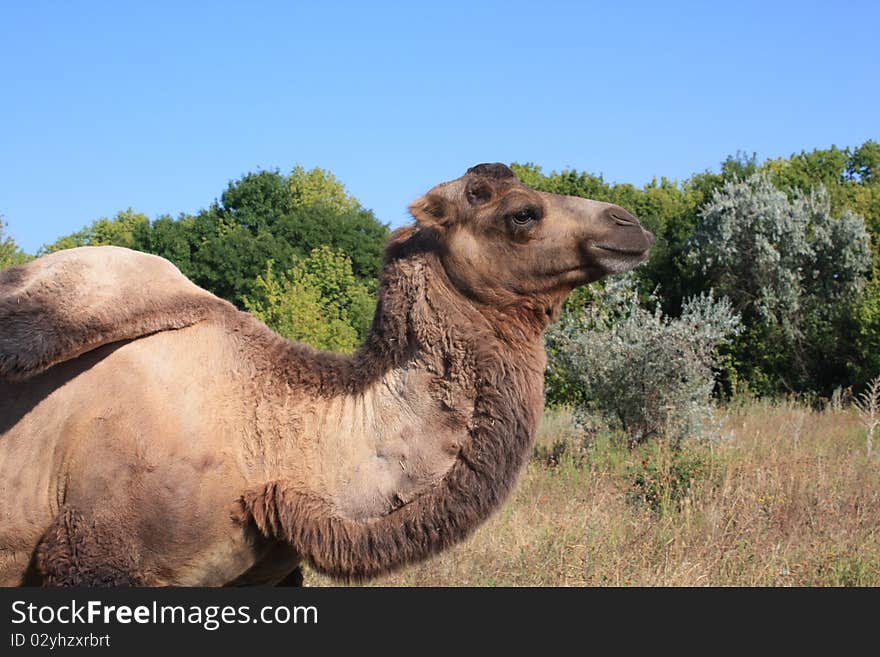 A camel against a summer background