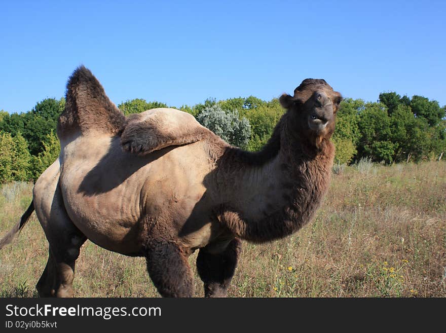 A camel grazing upon the meadow