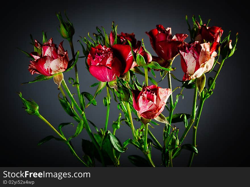 Beautiful roses close up on dark background