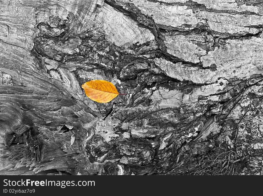 Autumn leaf on bark