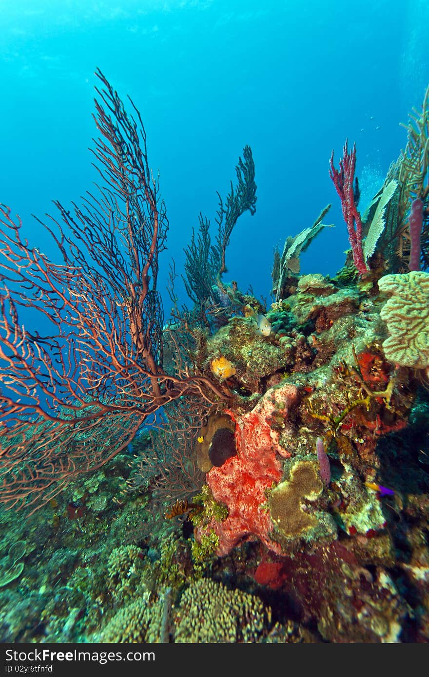 Deep water Gorgonian sea fan with sponges. Deep water Gorgonian sea fan with sponges