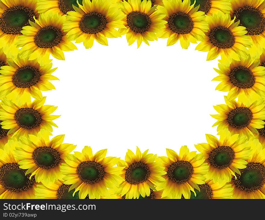 sunflower frame on a white background. sunflower frame on a white background