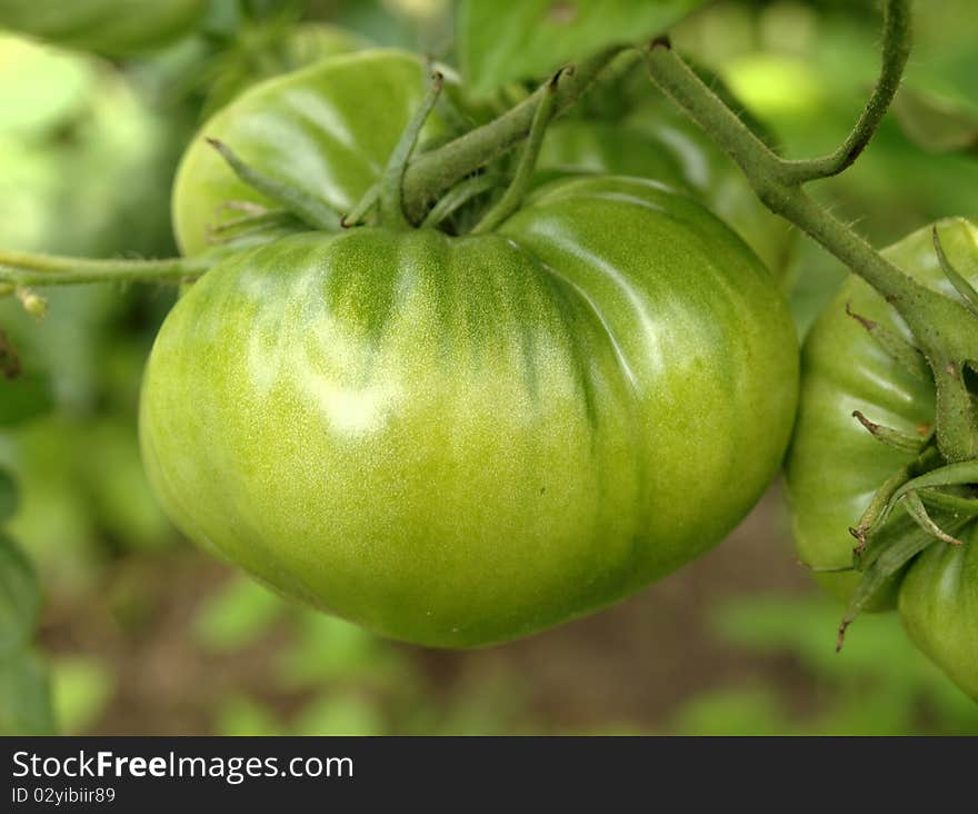 plant tomatoes in the garden