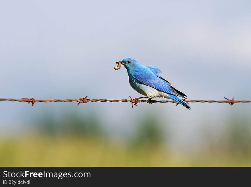 Solitary Male Mountain Bluebird With Grub