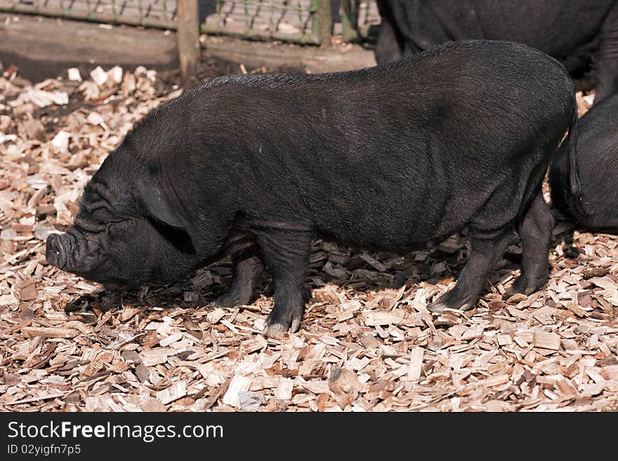 Black Vietnamese Potbelly Pig on the farm.