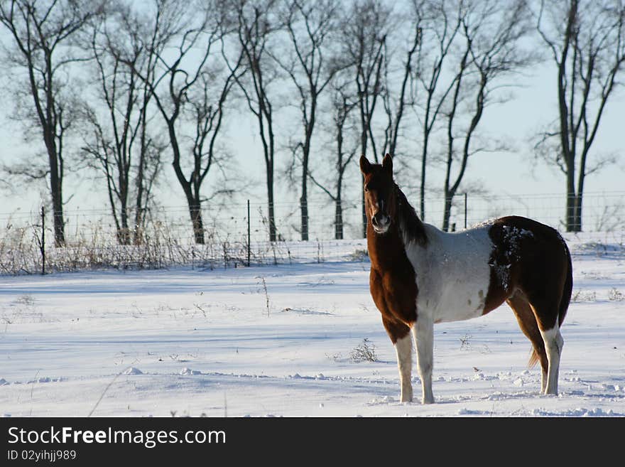 Painted horse standing in the winter snow on a cold day. Painted horse standing in the winter snow on a cold day.