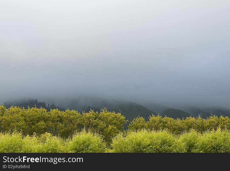 The low sun strikes poplar trees while the mistr hangs on the hills, Peka peka, Waikaae, New zealand. The low sun strikes poplar trees while the mistr hangs on the hills, Peka peka, Waikaae, New zealand