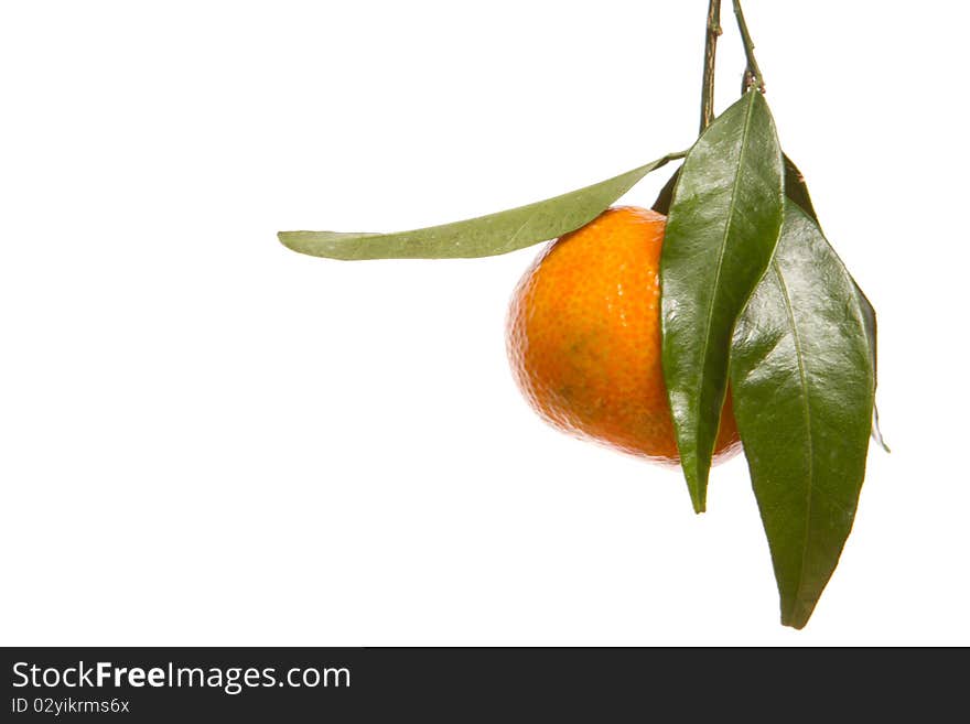 Tangerines With Green Leaves