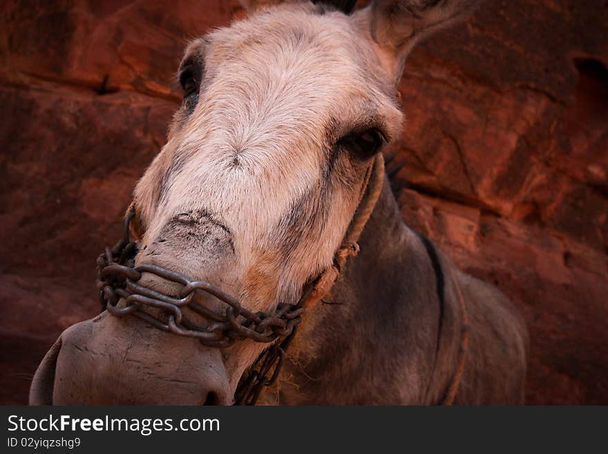 A donkey face with expressive eyes.