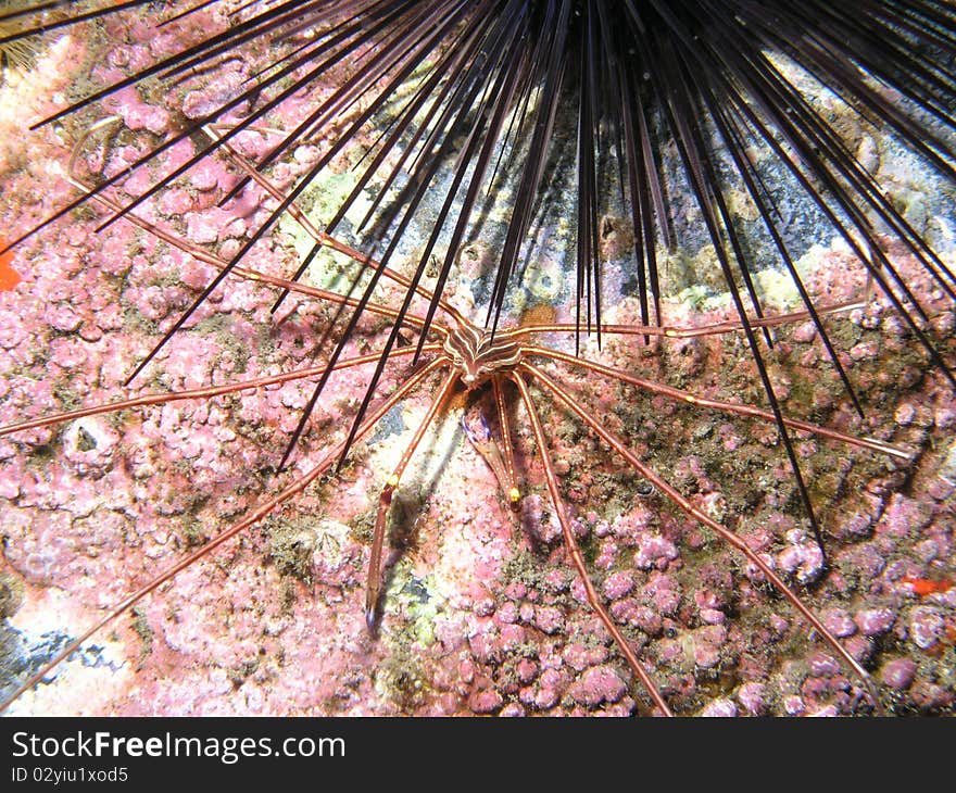 Arrow Head Crab, and sea urchin, Maderia