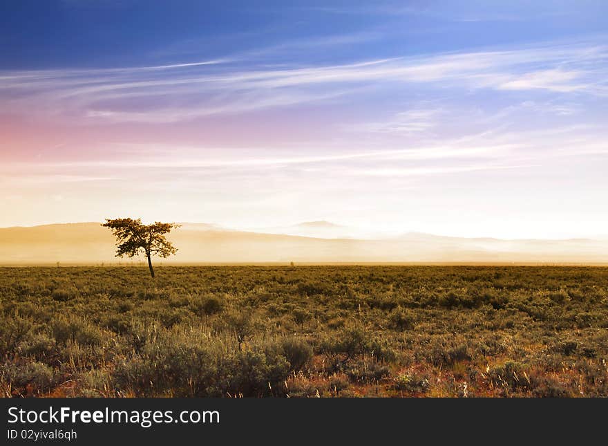 Single tree in Prairies in Wyoming with sun rise. Single tree in Prairies in Wyoming with sun rise