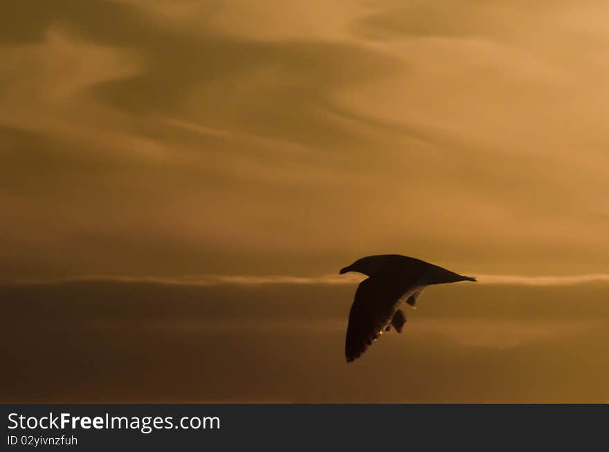 A seagull flies in the dusk on Peka Peka Beach, New Zealand. A seagull flies in the dusk on Peka Peka Beach, New Zealand