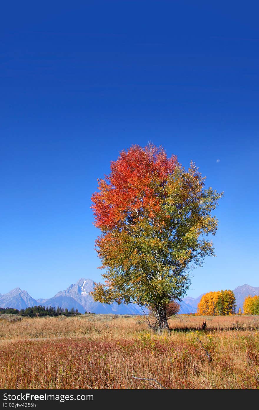 Single tall autumn tree in the prairie landscape of Wyoming