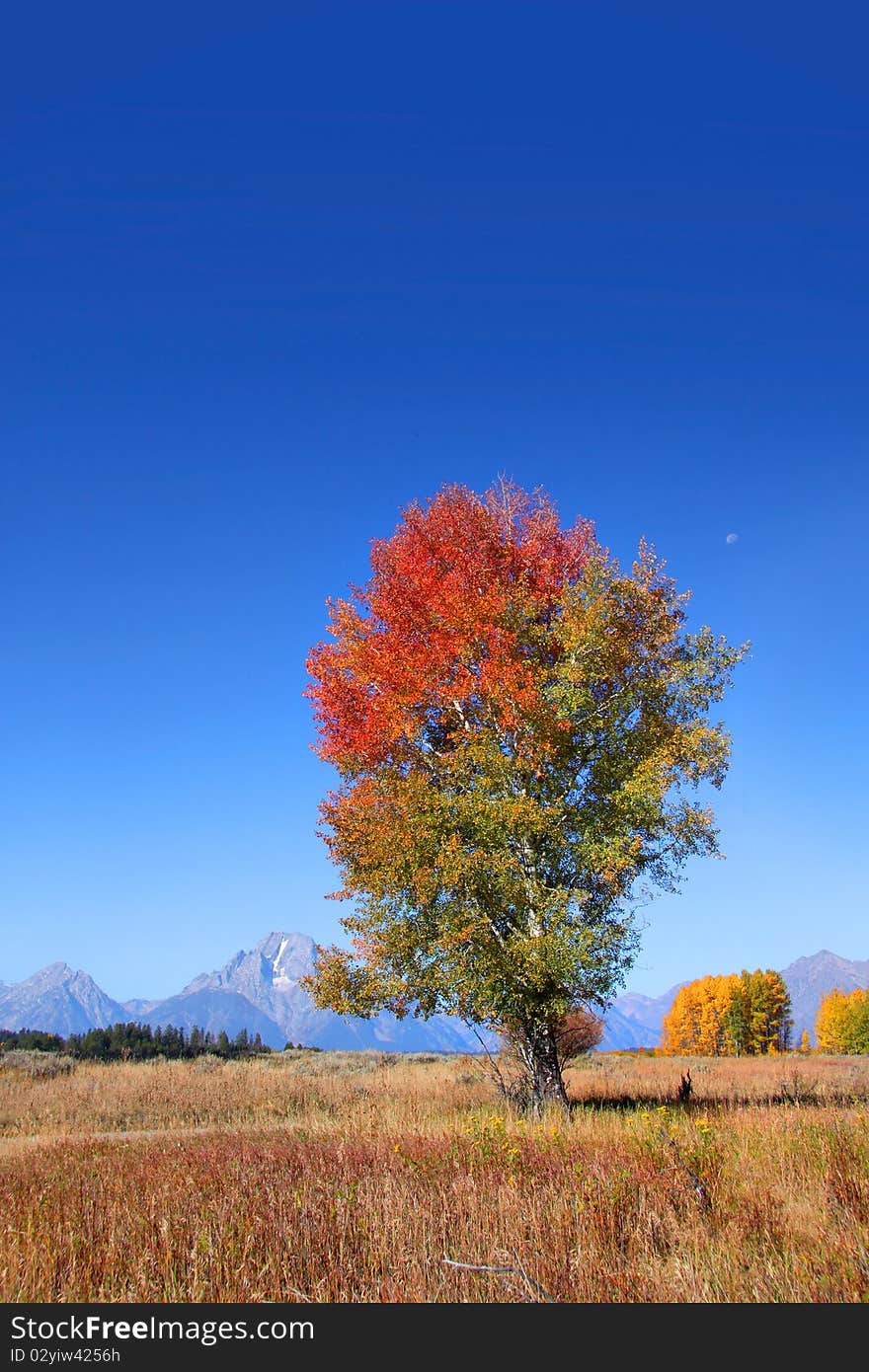 Tall autumn tree