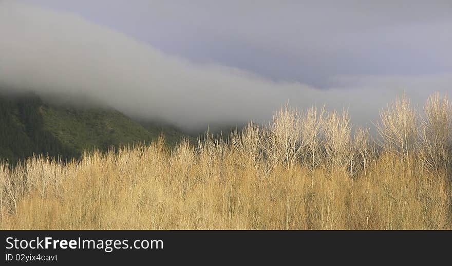 The low sun strikes poplar trees while the mistr hangs on the hills, Peka peka, Waikaae, New zealand. The low sun strikes poplar trees while the mistr hangs on the hills, Peka peka, Waikaae, New zealand