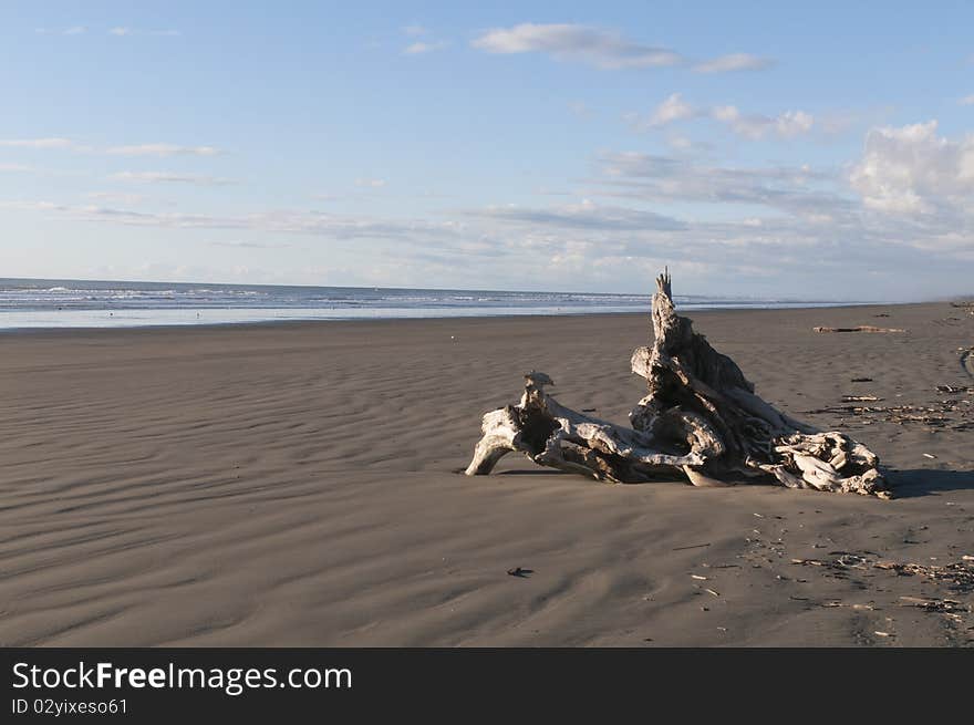 Driftwood embedded in the sand on Peka Peka beach, New Zealand. Driftwood embedded in the sand on Peka Peka beach, New Zealand.