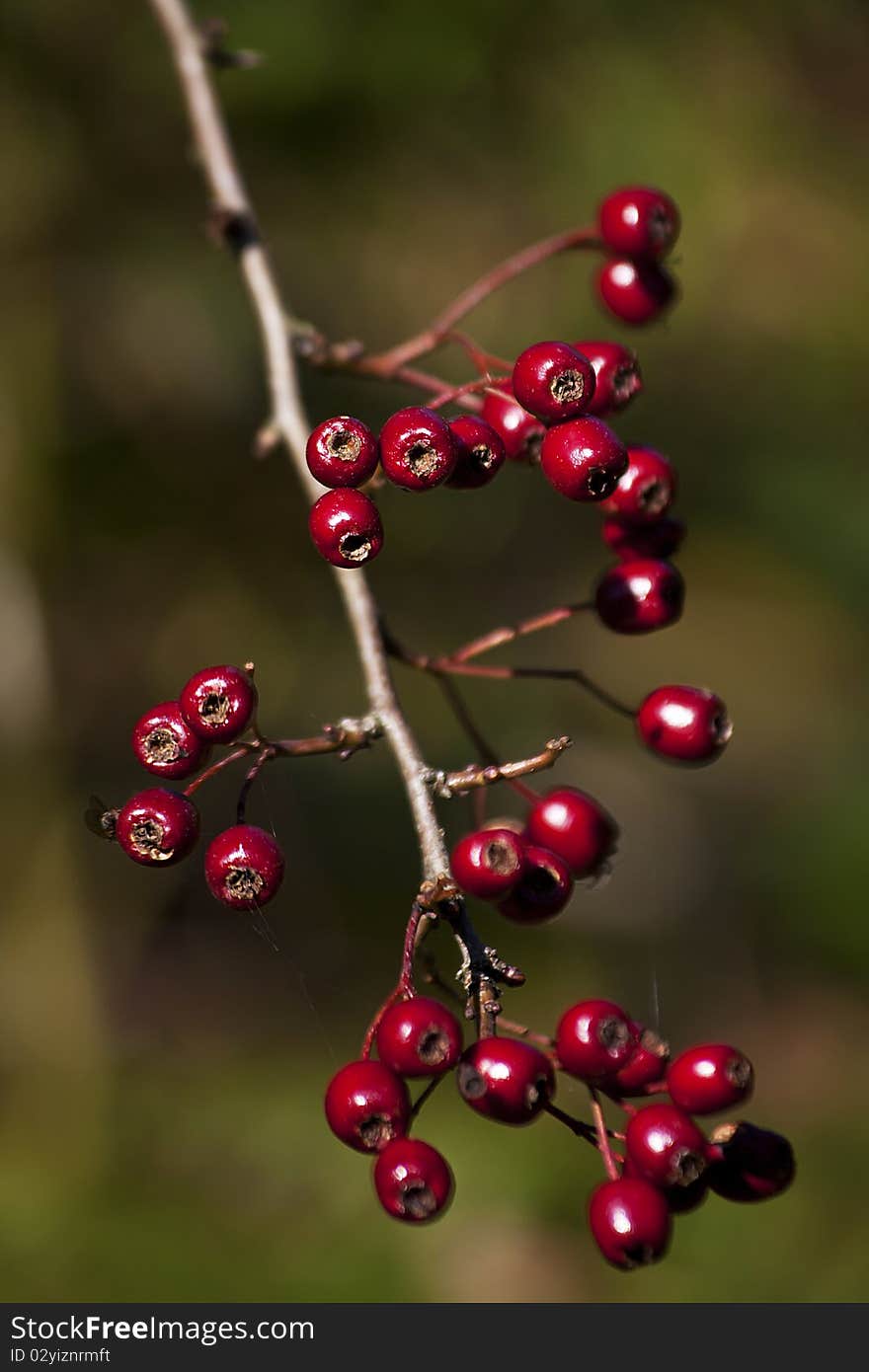 Hawthorn