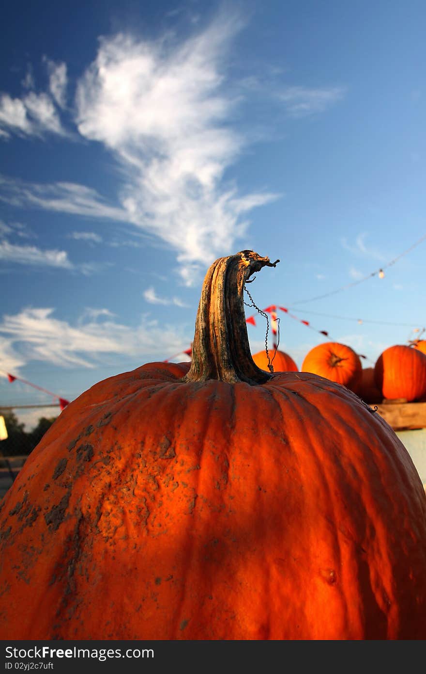 A pumpkin in a patch under a beautiful fall sky. A pumpkin in a patch under a beautiful fall sky.