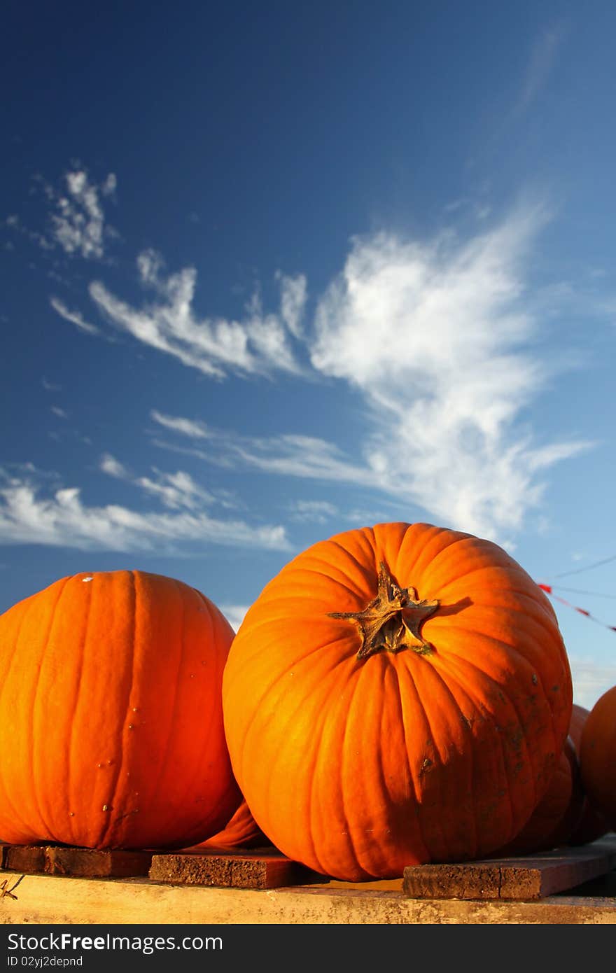 Two pumpkins in a patch under a gorgeous Fall afternoon sky. Two pumpkins in a patch under a gorgeous Fall afternoon sky.