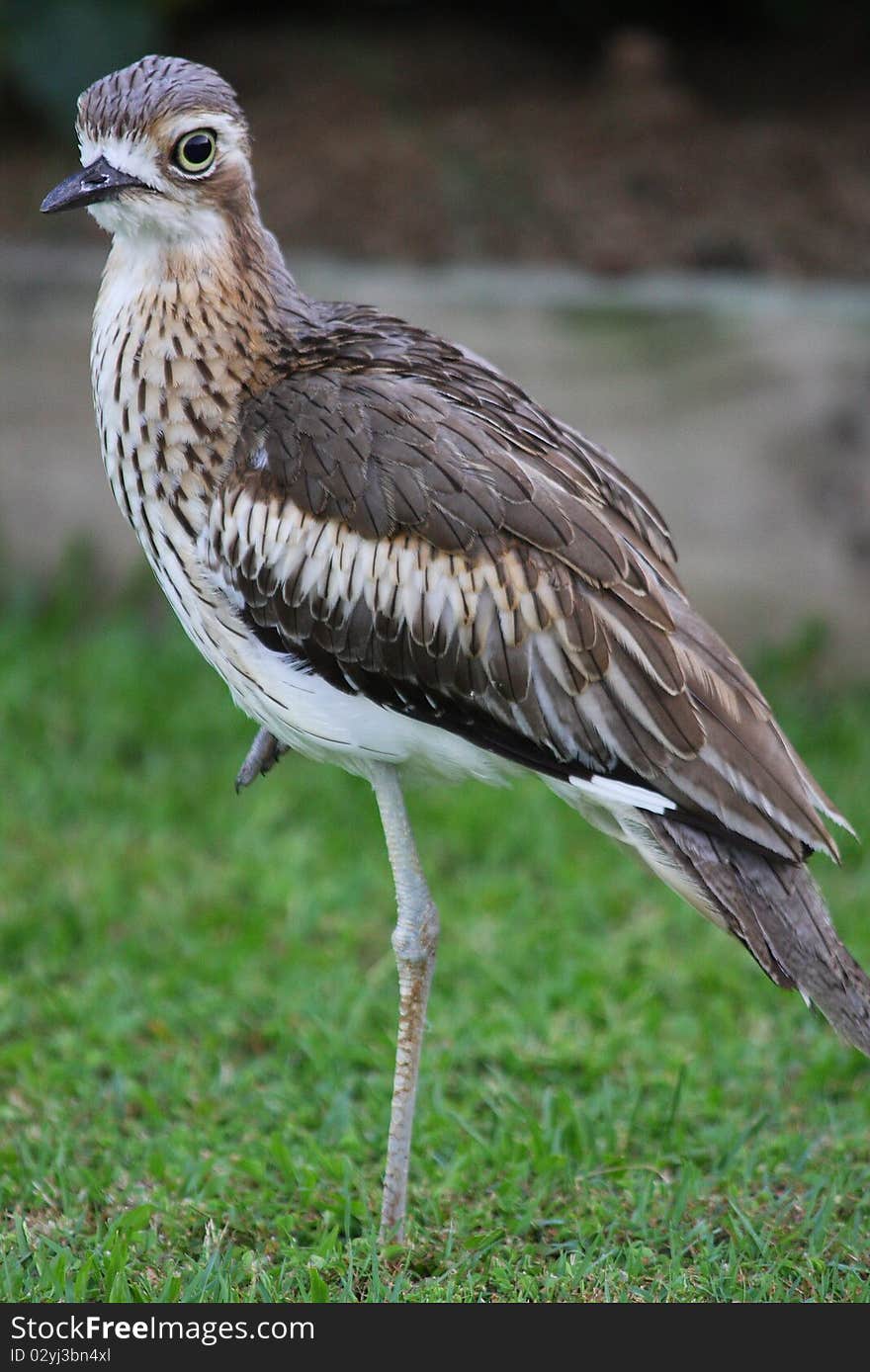 Close up shot of a native Australian bird, the Bush Stone Curlew.