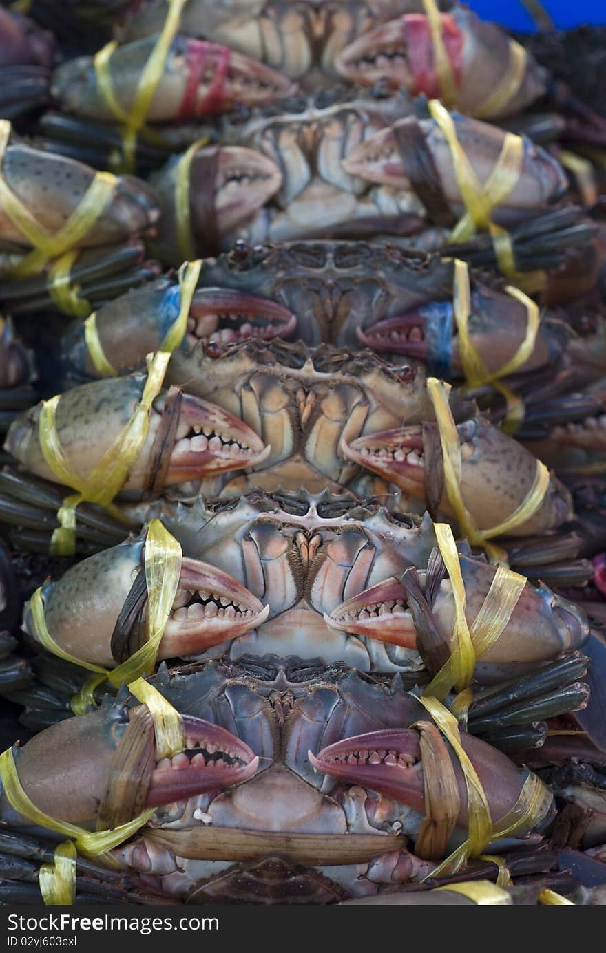 Tied up fresh blue crabs in a Thai market. Tied up fresh blue crabs in a Thai market