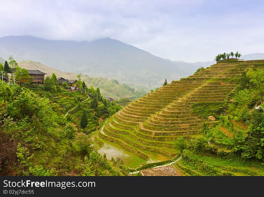 Rice Terraces In Jinkeng