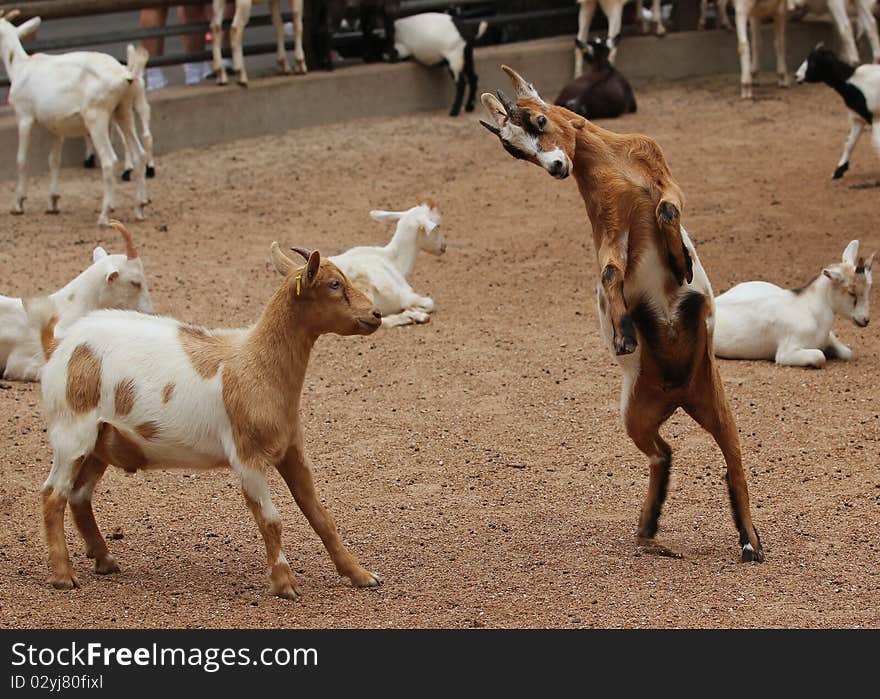 Goat preparing to ram