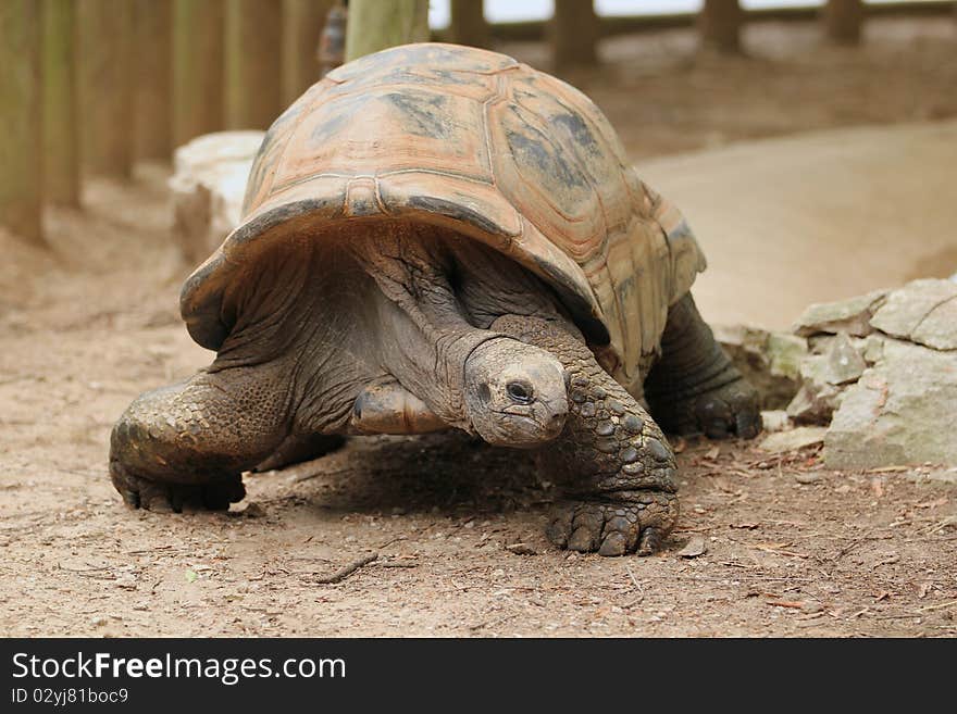 A tortoise walking across the dirt