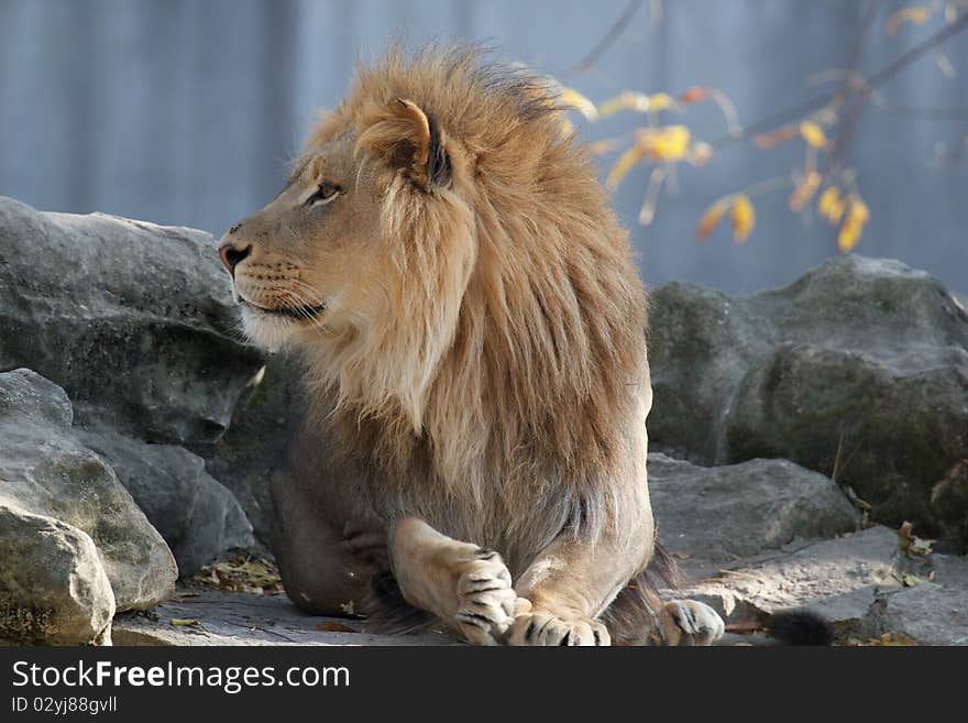 Male lion staring off while lying on a large rock. Male lion staring off while lying on a large rock