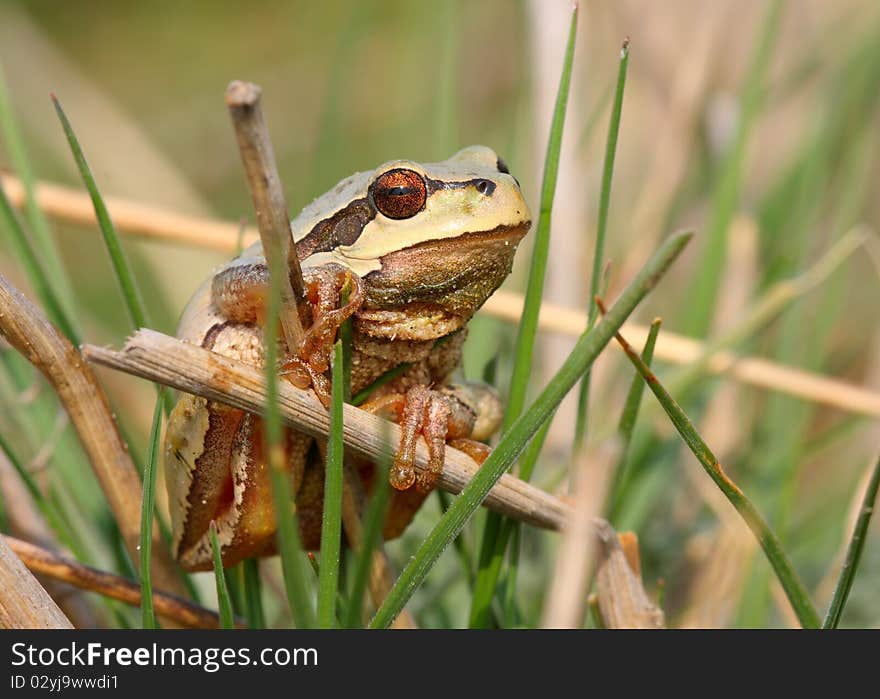 European tree frog standing in green grass.