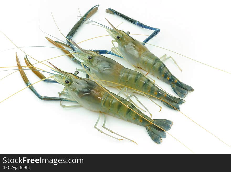 Three Giant river prawn