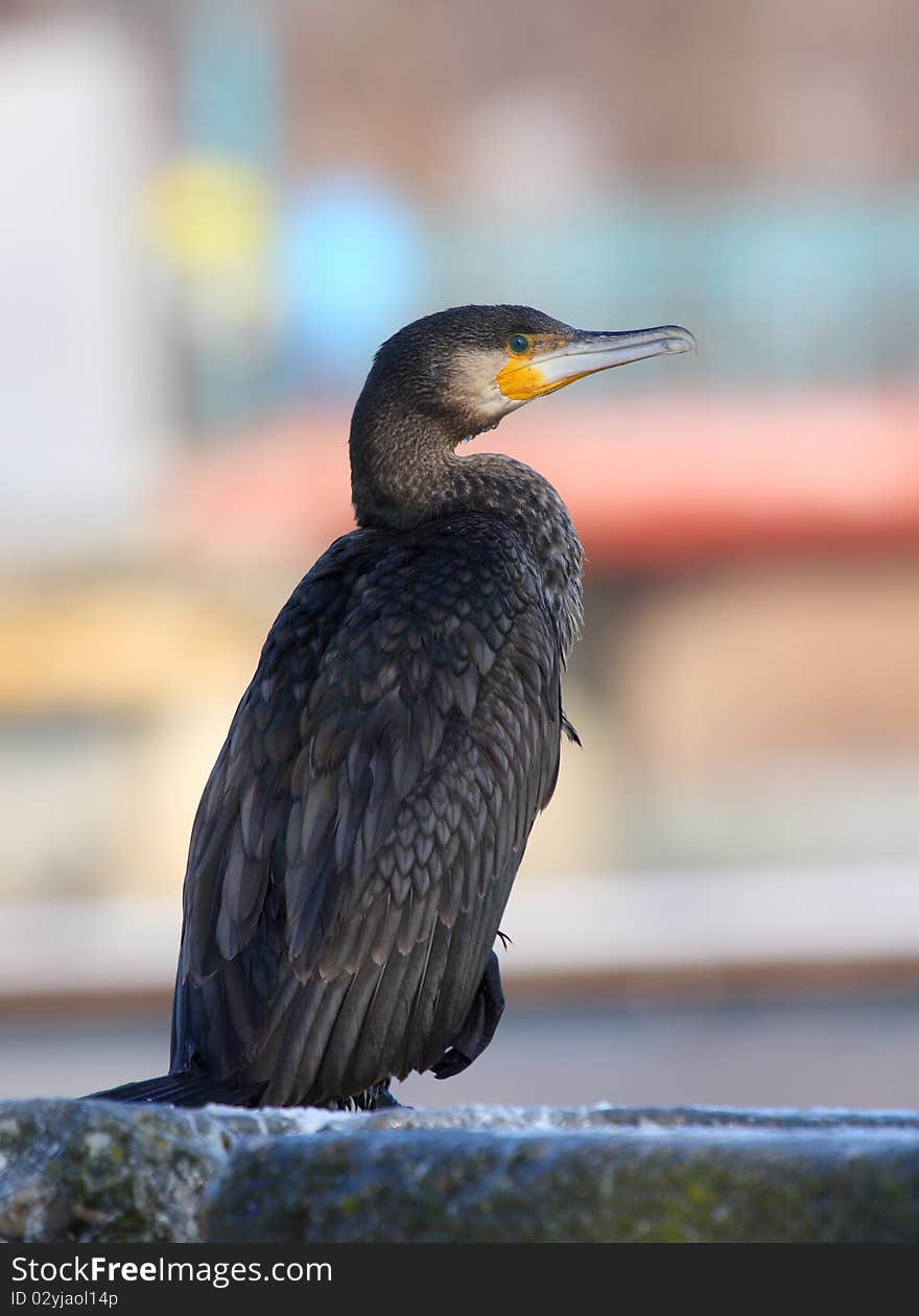 Great Cormorant