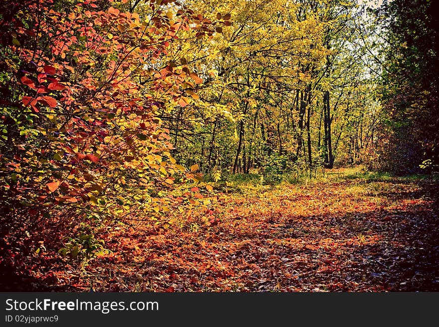 A autumn forest at morning