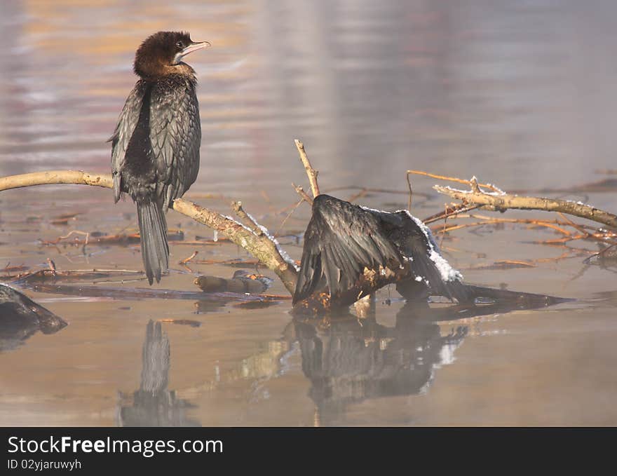 Two pygmy cormorants, one dead and one alive in winter time.