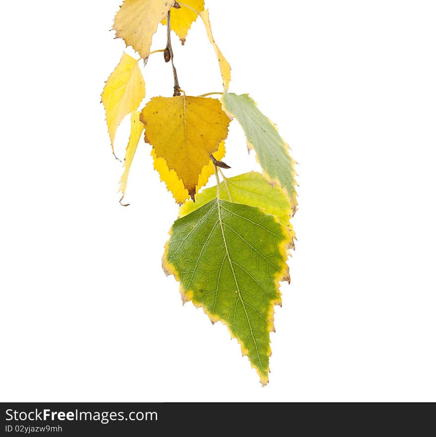 Autumn birch leaves on a white background