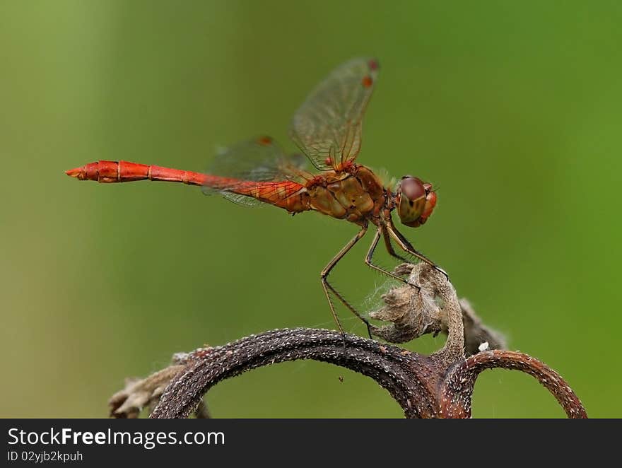 Southern Darter (Sympetrum meridionale) resting on top of dry plant.