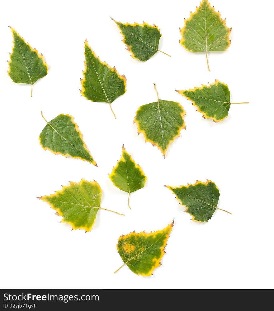 Autumn birch leaves