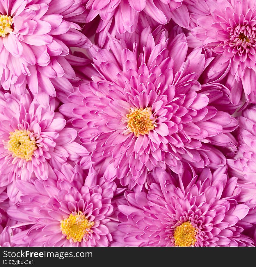 Background of the flowers of chrysanthemums