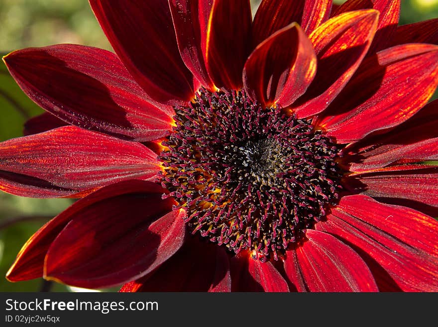 Sunflower Moulin Rouge