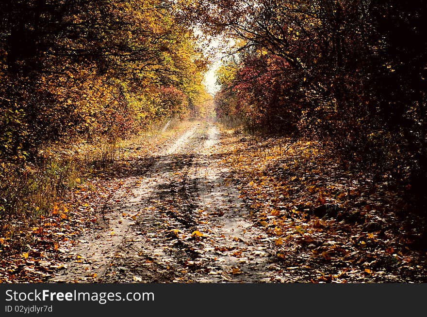 A autumn forest with road